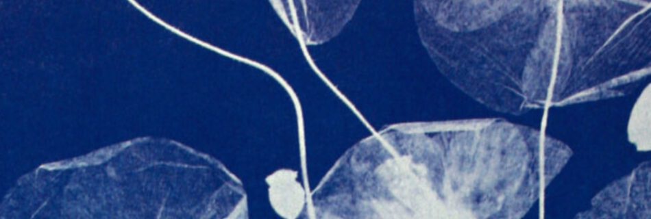 Cyanotypie von Anna Atkins Atelier Blaupause